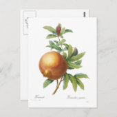 Granatapfel Postkarte (Vorne/Hinten)