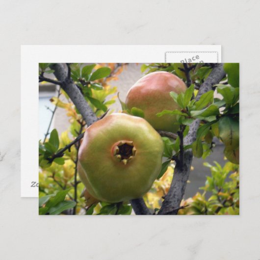 Granatapfel Postkarte (Vorne/Hinten)