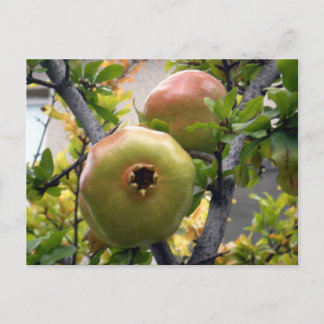 Granatapfel Postkarte