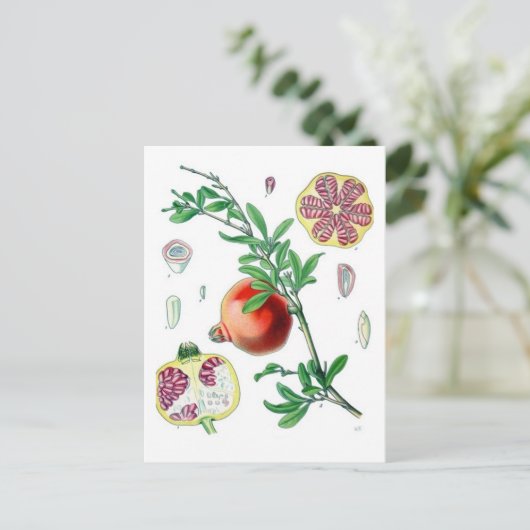 Granatapfel Postkarte (Stehend Vorderseite)