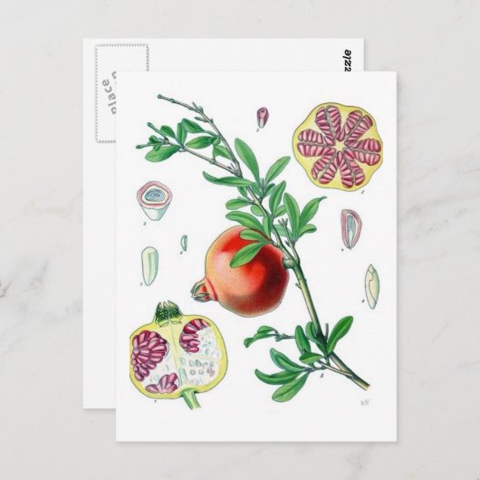 Granatapfel Postkarte (Vorne/Hinten)