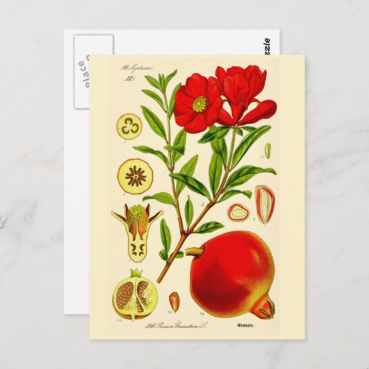 Granatapfel Postkarte (Vorne/Hinten)