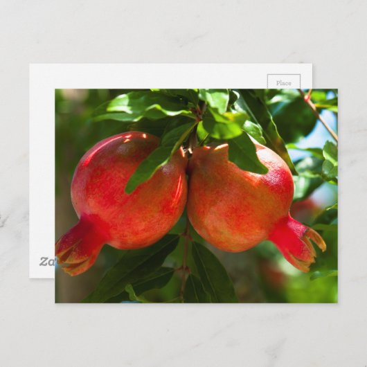 Granatapfel Postkarte (Vorne/Hinten)