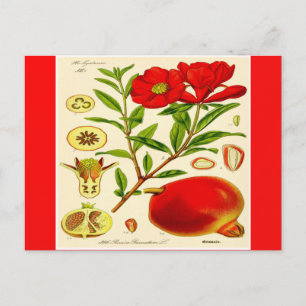 Granatapfel Postkarte