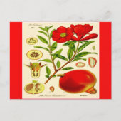 Granatapfel Postkarte (Vorderseite)