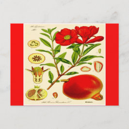 Granatapfel Postkarte