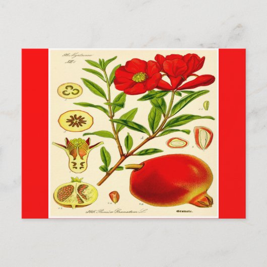 Granatapfel Postkarte (Vorderseite)