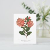 Granatapfel Postkarte (Stehend Vorderseite)