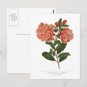 Granatapfel Postkarte (Vorne/Hinten)