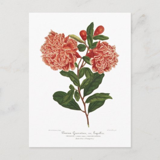 Granatapfel Postkarte (Vorderseite)