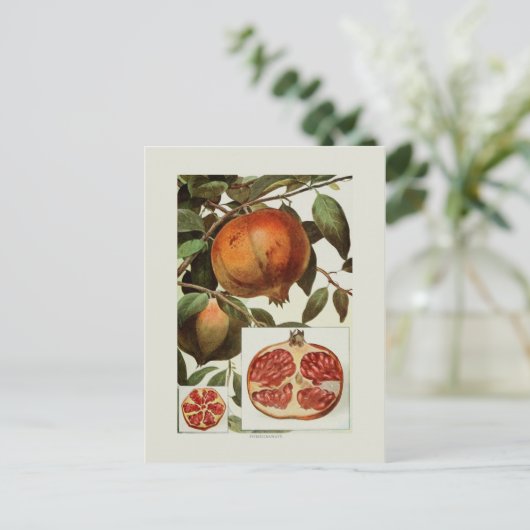 Granatapfel Postkarte (Stehend Vorderseite)