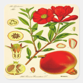 Granatapfel Quadratischer Aufkleber