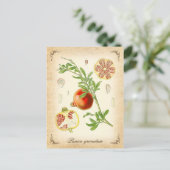 Granatapfel - Vintage Abbildung Postkarte (Stehend Vorderseite)