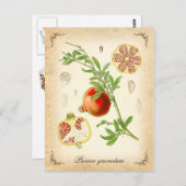 Granatapfel - Vintage Abbildung Postkarte (Vorne/Hinten)