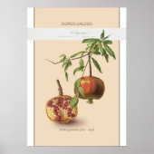 Granatapfel, Vintages botanisches Illustrationspak Poster (Vorne)