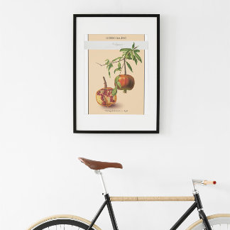 Granatapfel, Vintages botanisches Illustrationspak Poster