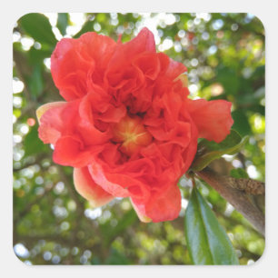 Granatapfelblüte Quadratischer Aufkleber