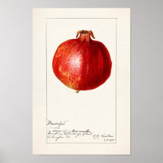 Granatapfele (Punica Granatum) Fruchtmalerei Poster