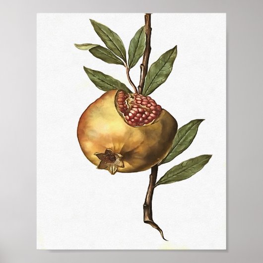 Granatapfelfrucht und -saat Botanica Poster (Vorne)