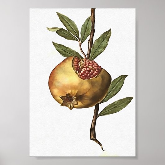 Granatapfelfrucht und -saat Botanica Poster (Vorne)