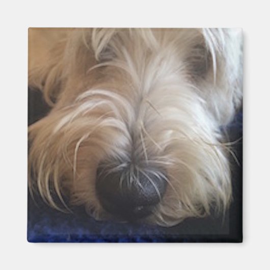 Grand Basset Griffon Magnet (Vorne)