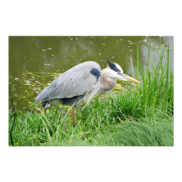 Grand Blue Heron Fotodruck