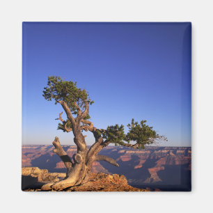 Grand Canyon, Arizona, USA Magnet