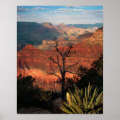 Grand Canyon Flora Poster (Vorne)