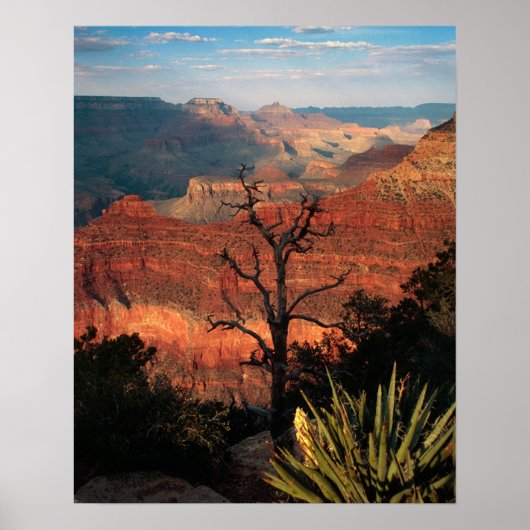 Grand Canyon Flora Poster (Vorne)