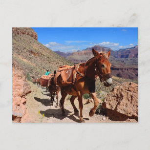 Grand Canyon Pack Mules on Travel Postkarte