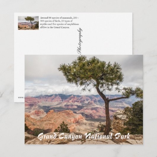 Grand Canyon Postkarte (Vorne/Hinten)