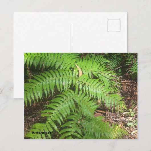 Grand Canyon Postkarte (Vorne/Hinten)