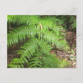 Grand Canyon Postkarte (Vorderseite)