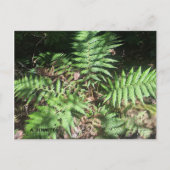 Grand Canyon Postkarte (Vorderseite)