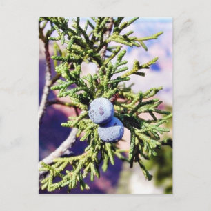 Grand Canyons Wacholder Beeren Postkarte