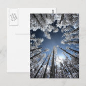 Grand Cypress Postkarte (Vorne/Hinten)