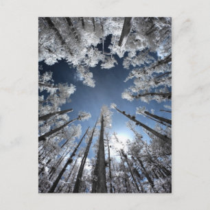 Grand Cypress Postkarte