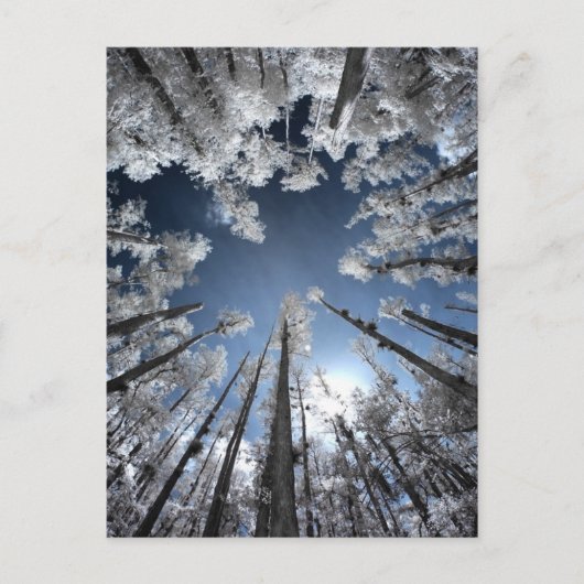 Grand Cypress Postkarte (Vorderseite)