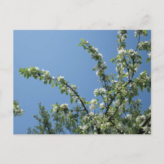 Grand Hotel, Mackinac Island, Mich. Postkarte (Vorderseite)