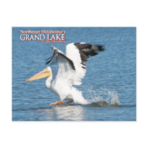 Grand Lake Oklahoma Postkarte pelican 16v1