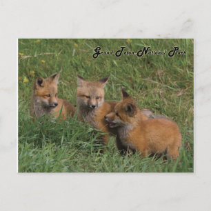 Grand Teton Nationalpark Fox Kits Postkarte