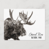 Grand Teton Nationalpark Moose Postkarte (Vorderseite)