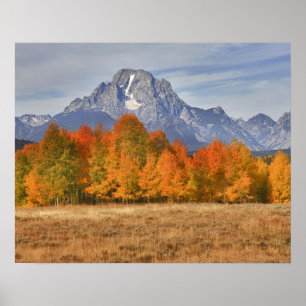 Grand Teton NP, Mount Moran und Aspen Poster