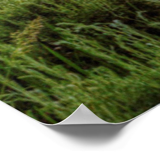 Grand Tetons Poster (Ecke)