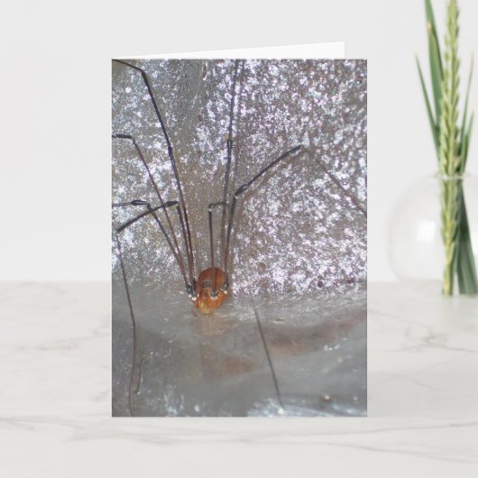 Grandaddy Longlegs Karte (Vorderseite)