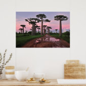 Grandididier Baobab Forest Poster (Küche)