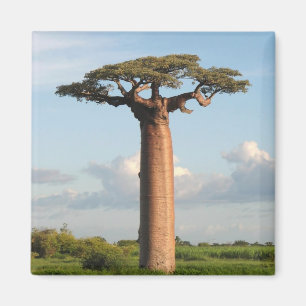 Grandidiers Baobab Madagaskar Magnet