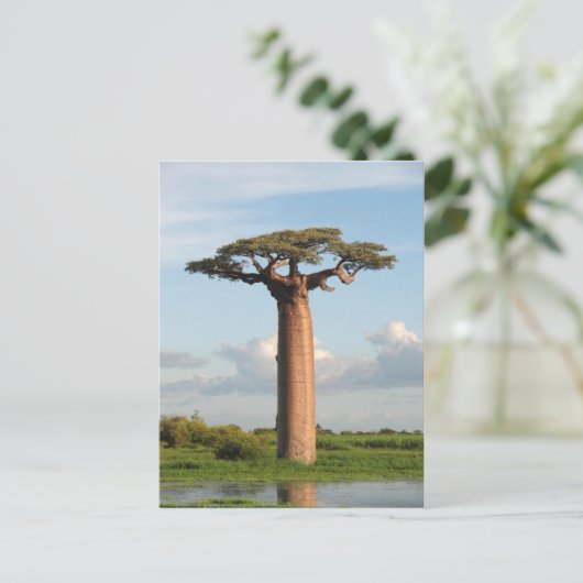 Grandidiers Baobab Madagaskar Postkarte (Stehend Vorderseite)