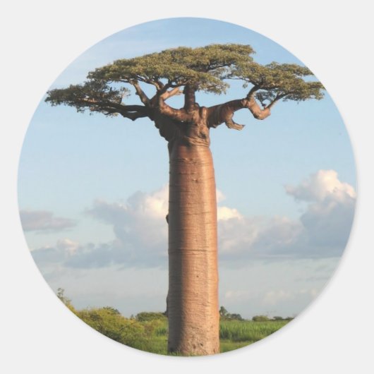Grandidiers Baobab Madagaskar Runder Aufkleber (Vorderseite)
