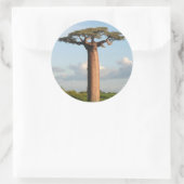 Grandidiers Baobab Madagaskar Runder Aufkleber (Tasche)
